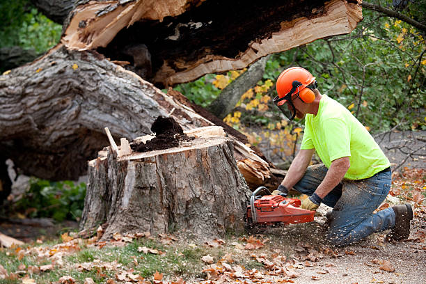 How Our Tree Care Process Works  in Rio Dell, CA